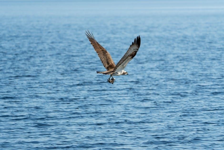 wybot osprey 700 manual pdf